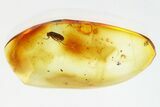 Detailed Fossil False Flower Beetle (Scraptiidae) in Baltic Amber #328153-1